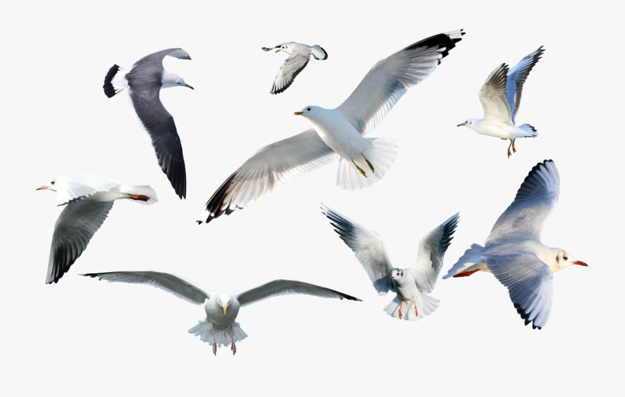 Clip Art Cute Seagull - Flying Seagulls Clip Art, Transparent Clipart