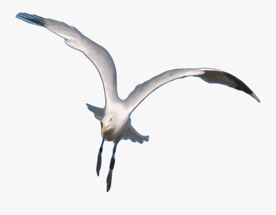 Seagull Clipart Animated Gif - Seagull Gif Animated Transparent, Transparent Clipart