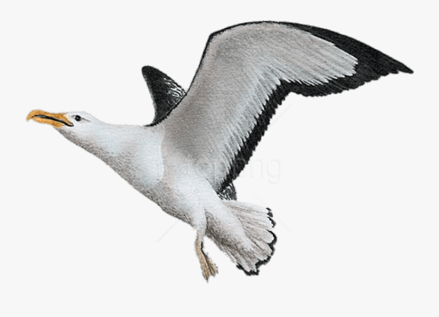 Transparent Seagull Clipart Black And White - Albatros Png, Transparent Clipart