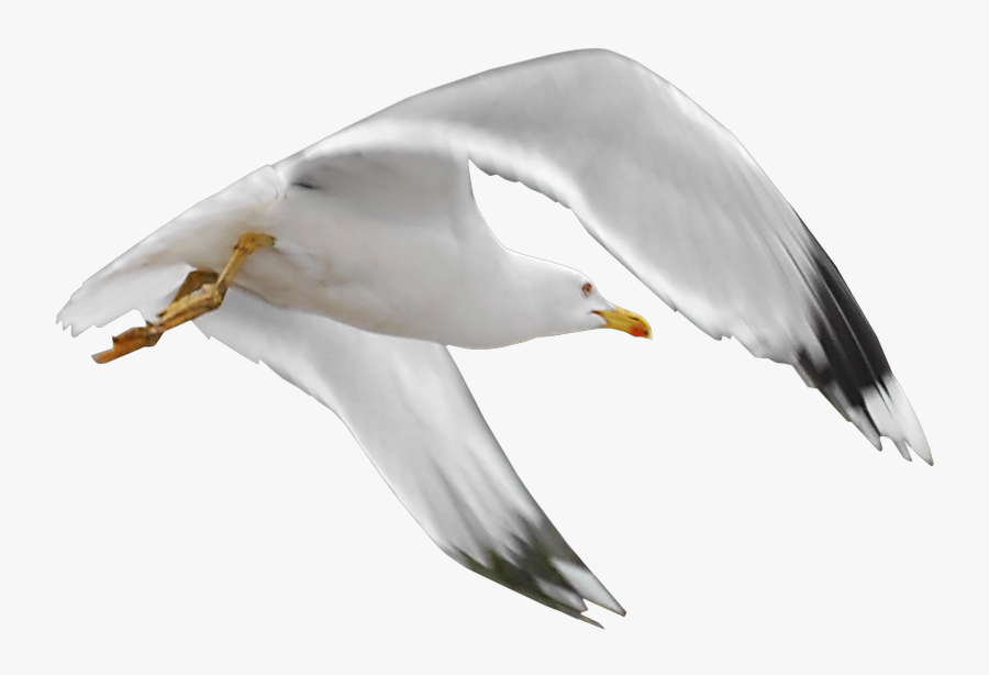 Gull Png - Tube Oiseaux De Mer, Transparent Clipart