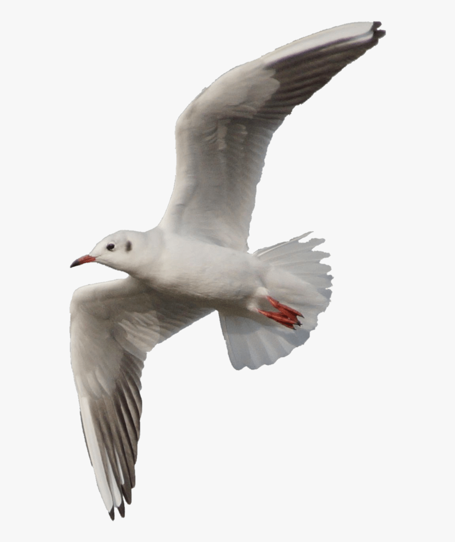 Gull - Seagull Png, Transparent Clipart