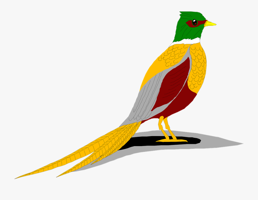 Free Stock Photos - Ring Necked Pheasant Clip Art, Transparent Clipart