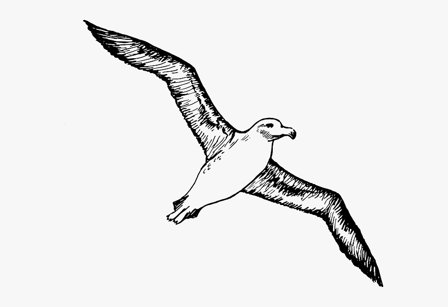 Clip Art Free Download Sketch Silhouette Cartoon Page - Albatross Clipart, Transparent Clipart