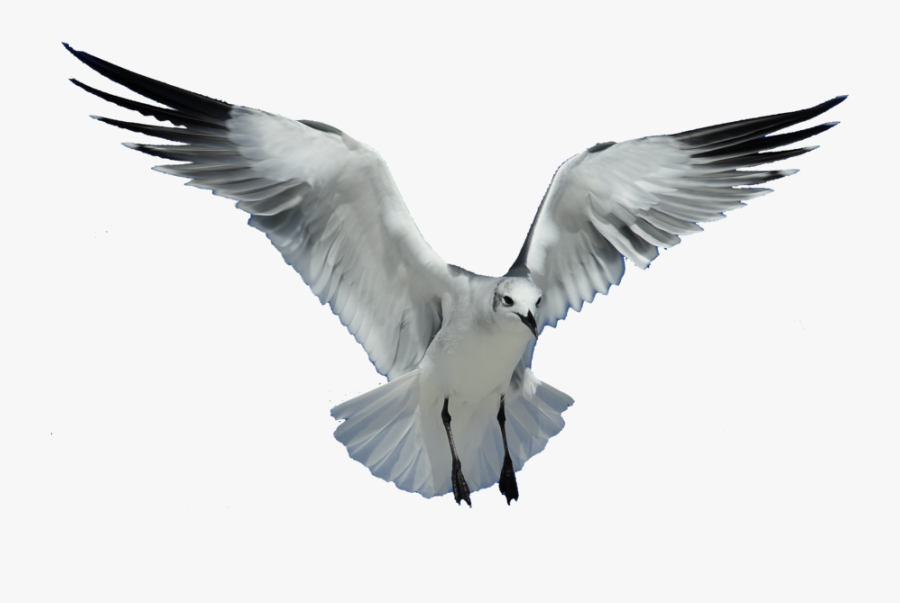 Transparent Background Flying Bird Png, Transparent Clipart