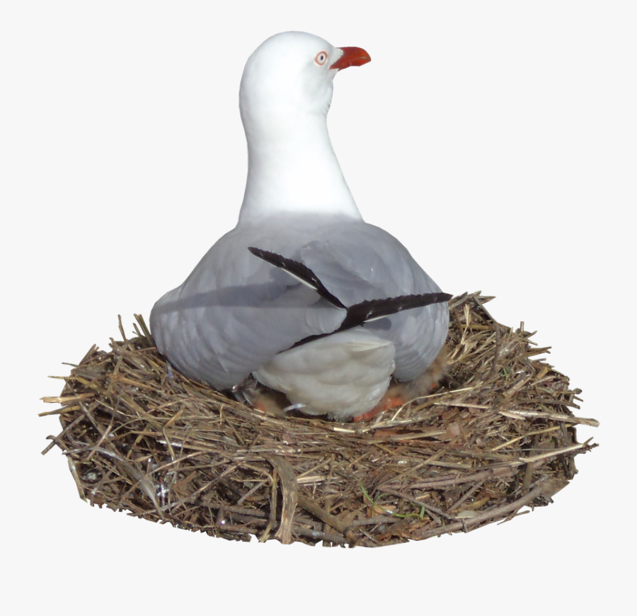 Seagull Clipart Nest - Nesting Png, Transparent Clipart