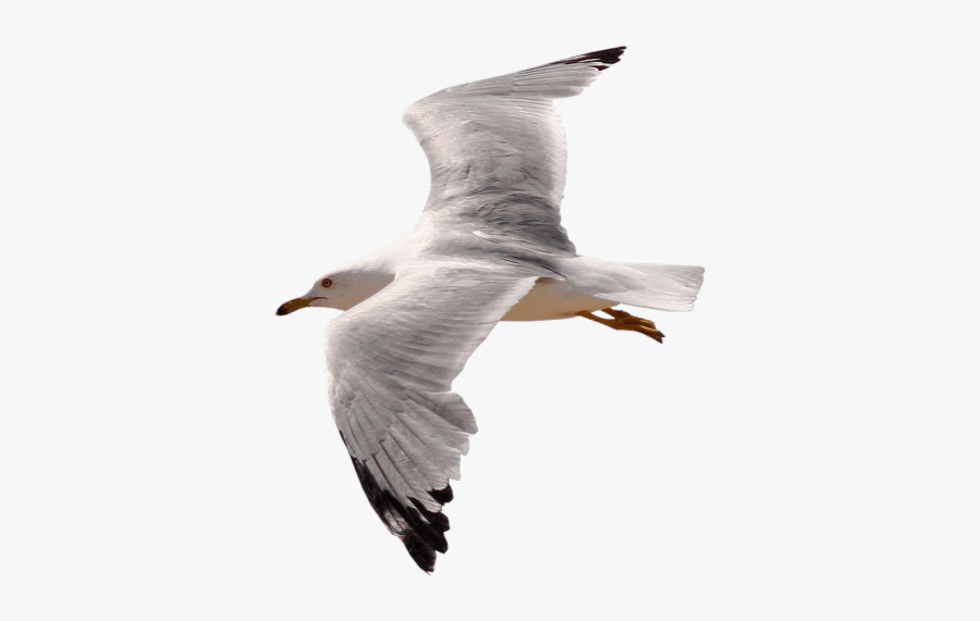 Gull - Bird Flying Gif Png, Transparent Clipart