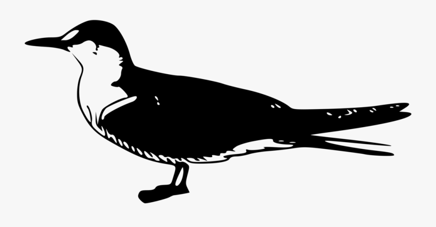 Transparent Seagull Clipart Png - Bird Clip Art, Transparent Clipart