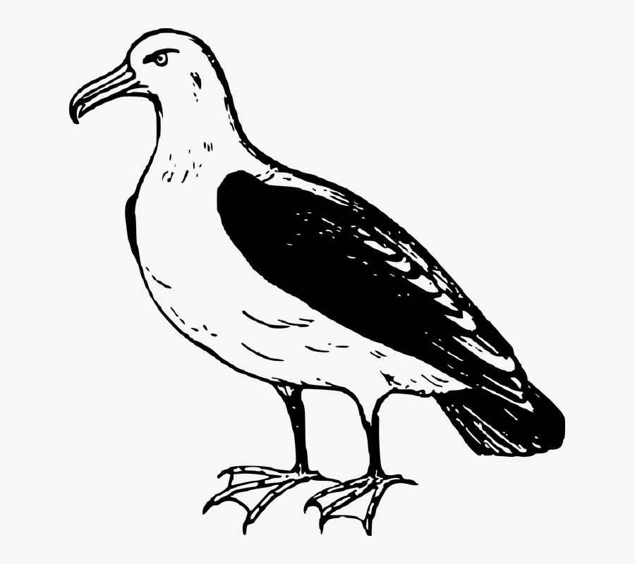 Black Footed Albatross Drawing, Transparent Clipart