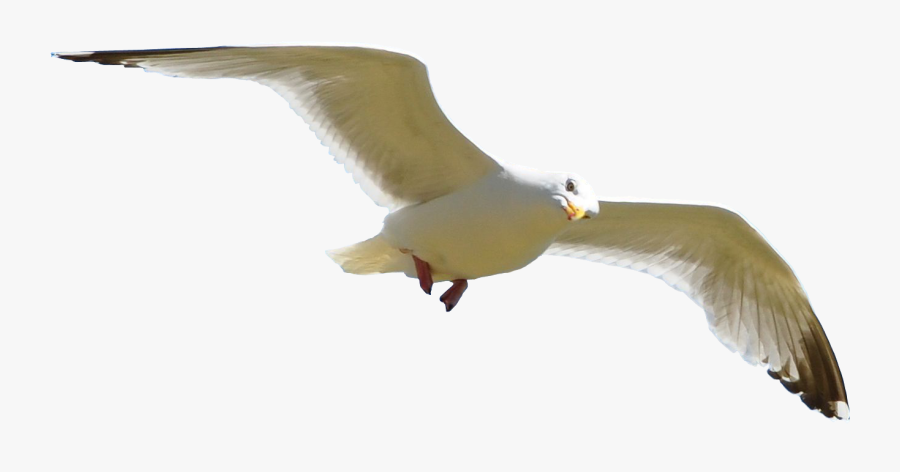 Gull Png - Seagull Flying Transparent Background, Transparent Clipart