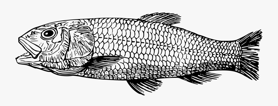 Transparent Flounder Clipart - Scale Animals Clipart Black And White, Transparent Clipart