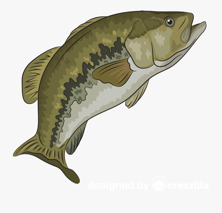 Carp, Transparent Clipart