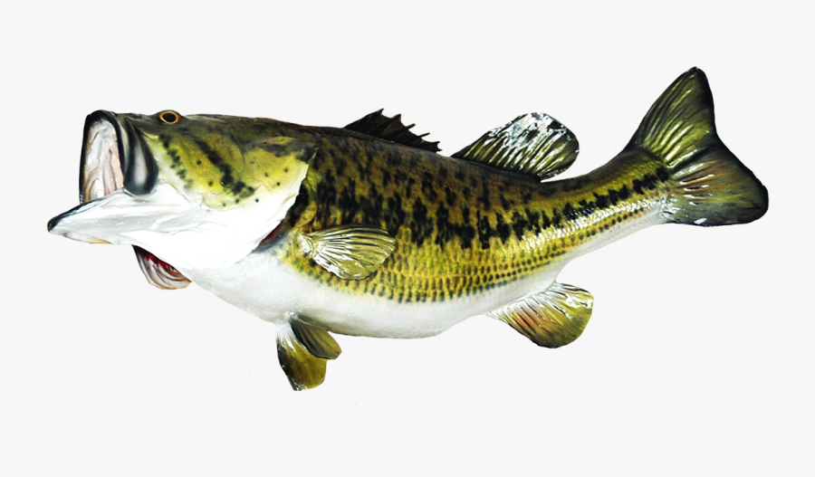 Transparent Largemouth Bass Clipart - Largemouth Bass Png, Transparent Clipart