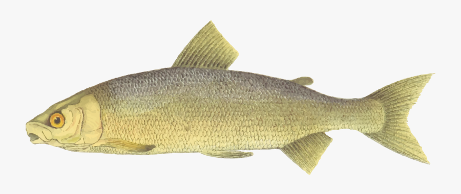 Lake Whitefish Brown Trout Fishing Free Commercial - Whitefish Clipart, Transparent Clipart