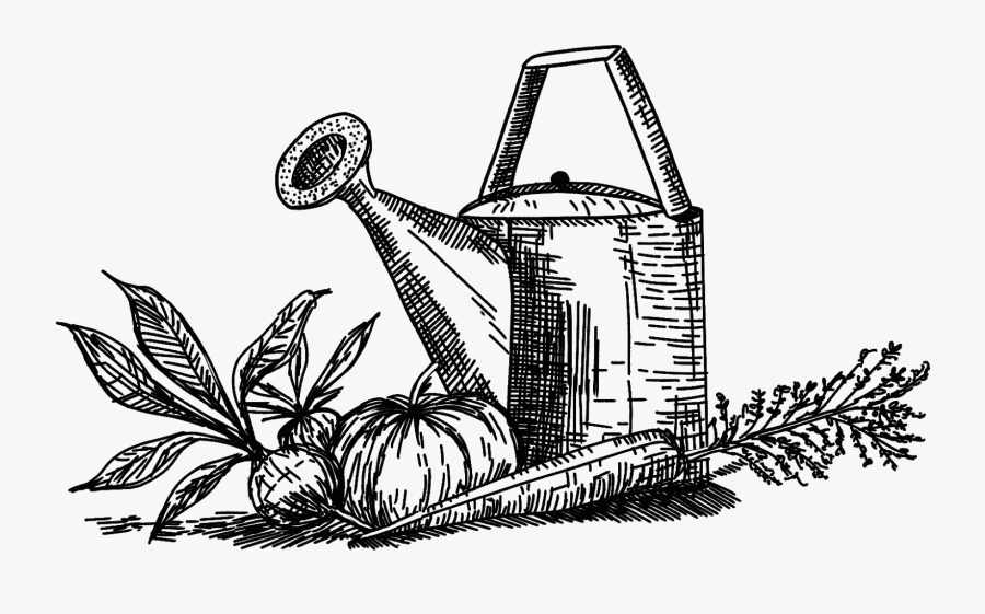 Sketch, Transparent Clipart