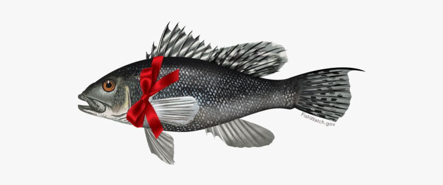 Black Sea Bass Png Images Transparent Png - Black Sea Bass, Transparent Clipart