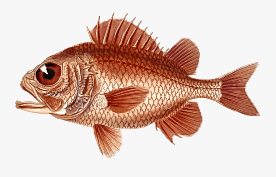 Transparent Bass Fishing Clipart - Nature Images Objects Png, Transparent Clipart