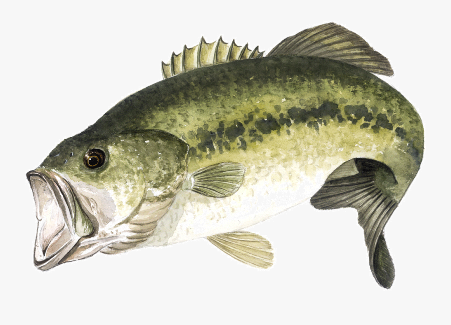 Free Free 103 Largemouth Bass Svg Free SVG PNG EPS DXF File