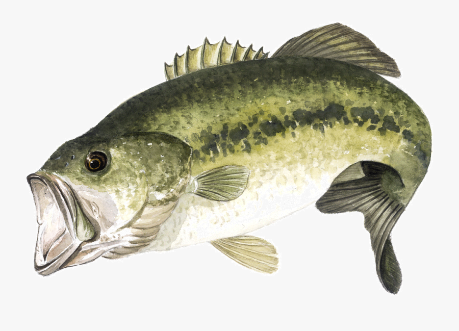 Largemouth Bass Png, Transparent Clipart