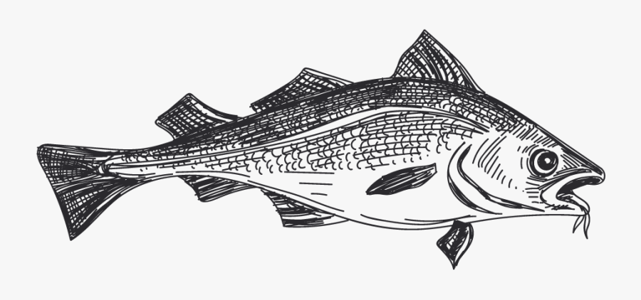 Pescado Blanco Striper Bass- - Marlin, Transparent Clipart