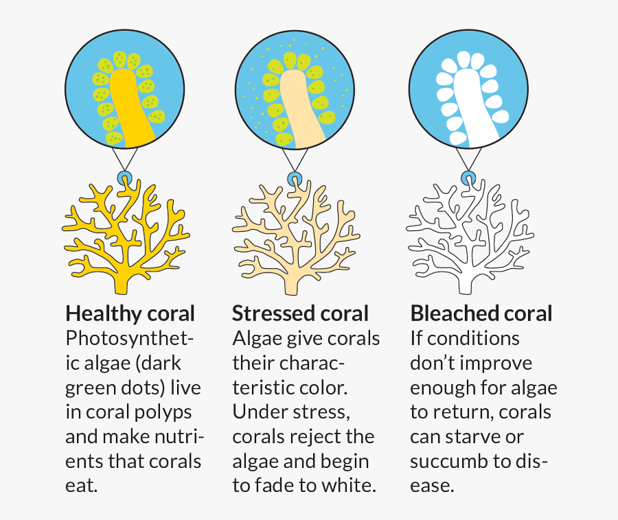 Bleached Coral - Coral Reef Bleaching Diagram, Transparent Clipart