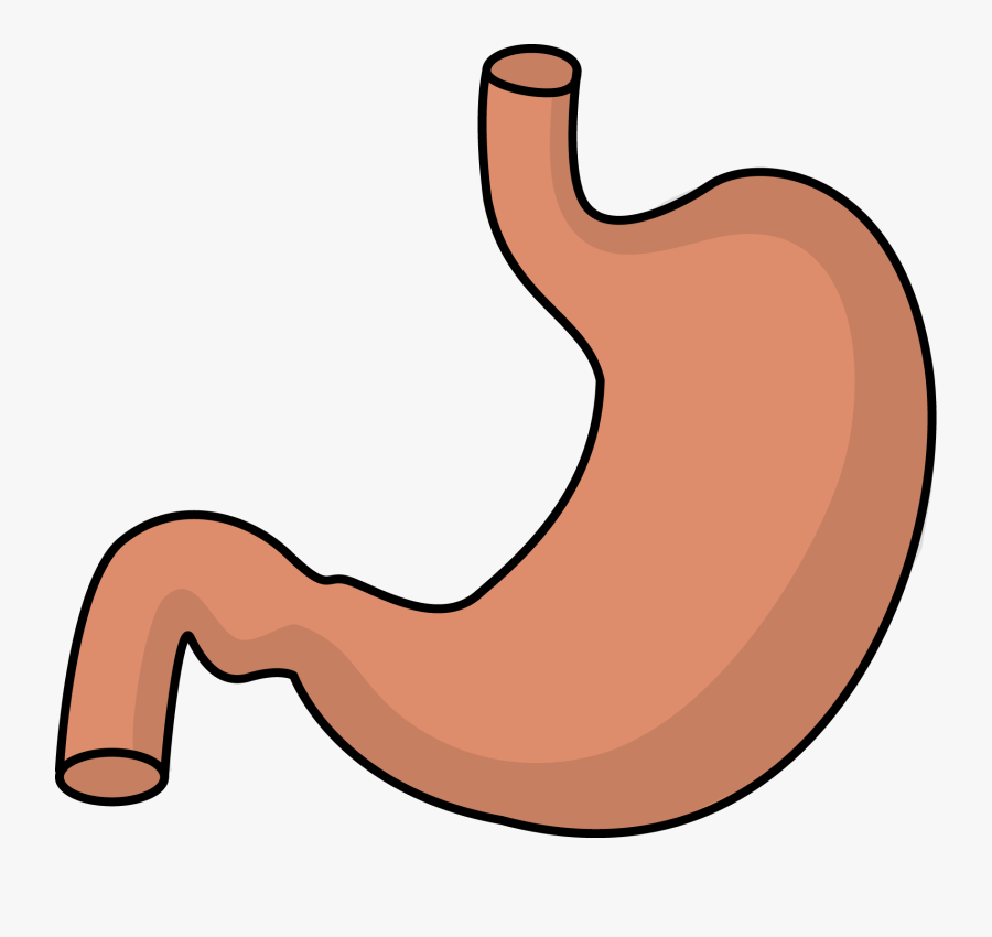 Image For Free Stomach Health High Resolution Clip - Clip Art Stomach, Transparent Clipart