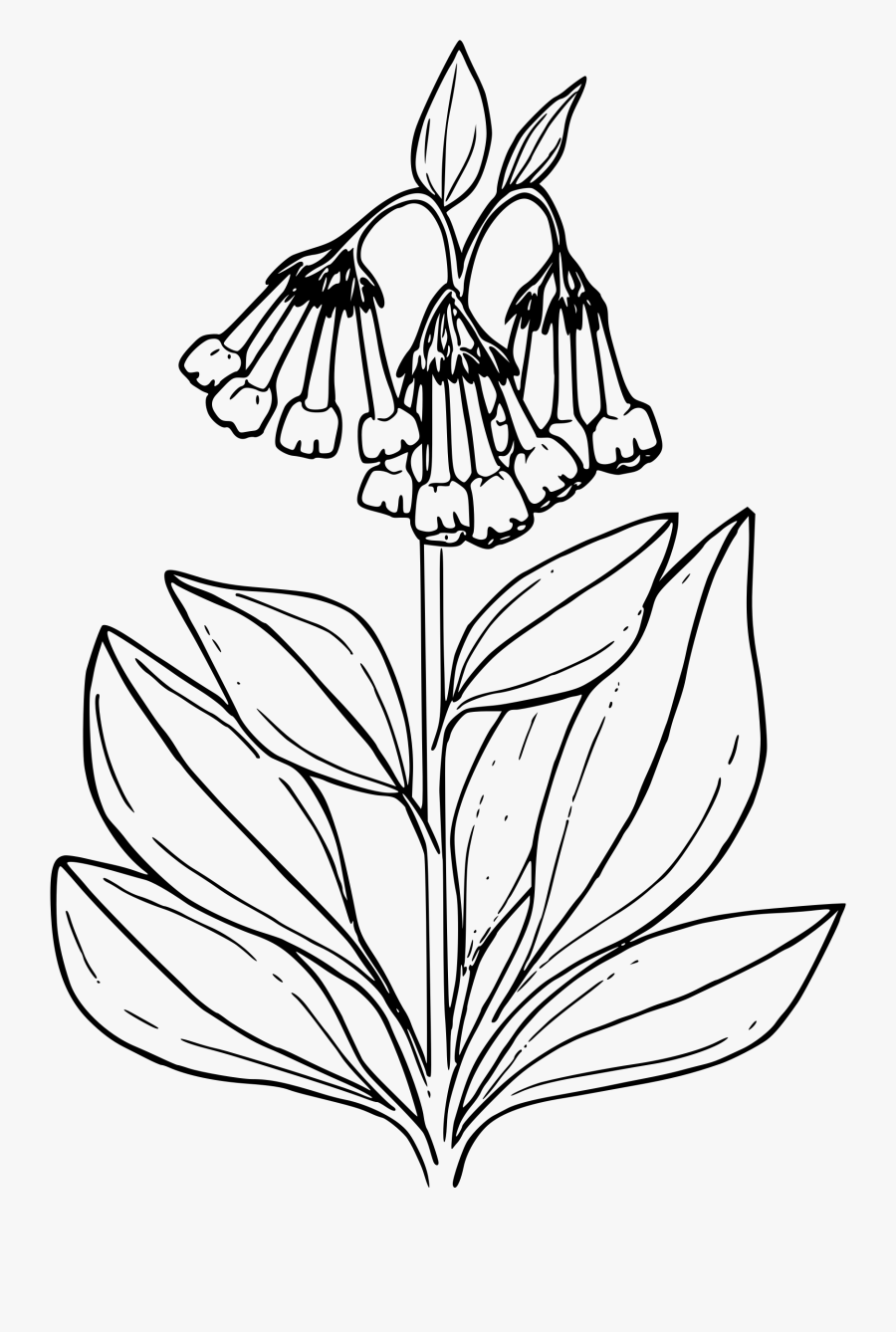 Onlinelabels Clip Art Tall - Bluebell Flower Coloring Pages, Transparent Clipart