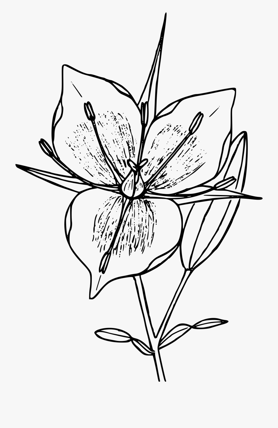 Clipart - White Mariposa Flower Drawing, Transparent Clipart