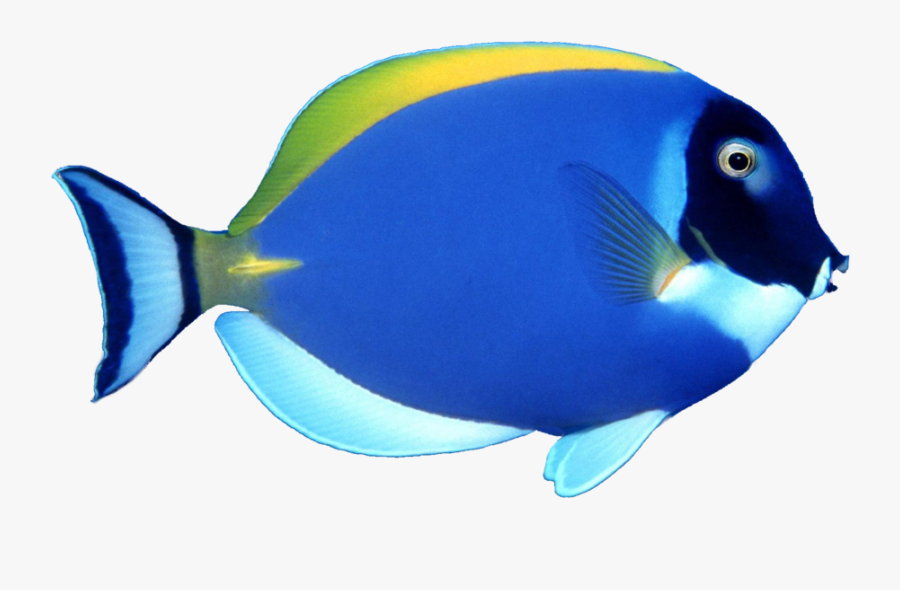 Goldfish Clipart Coral Reef Fish - Blue Fish Png, Transparent Clipart