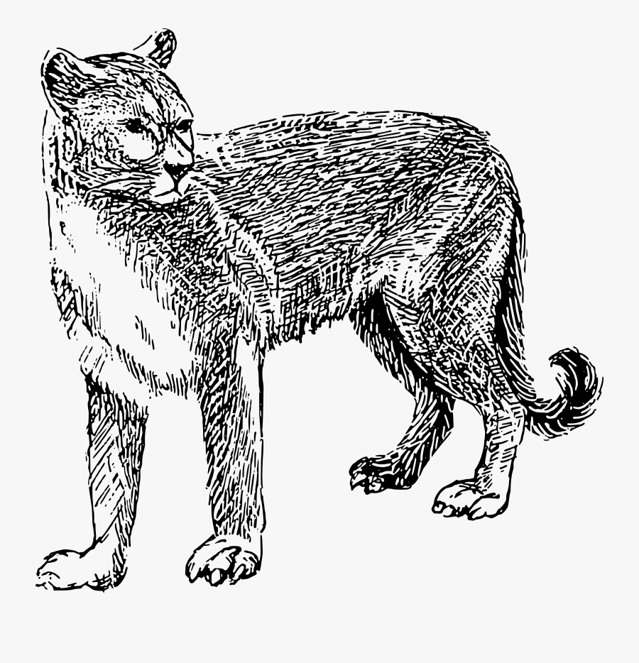 Mountain Lion Clip Art Coloring Page, Printable Mountain - Cougar Black And White Clipart, Transparent Clipart