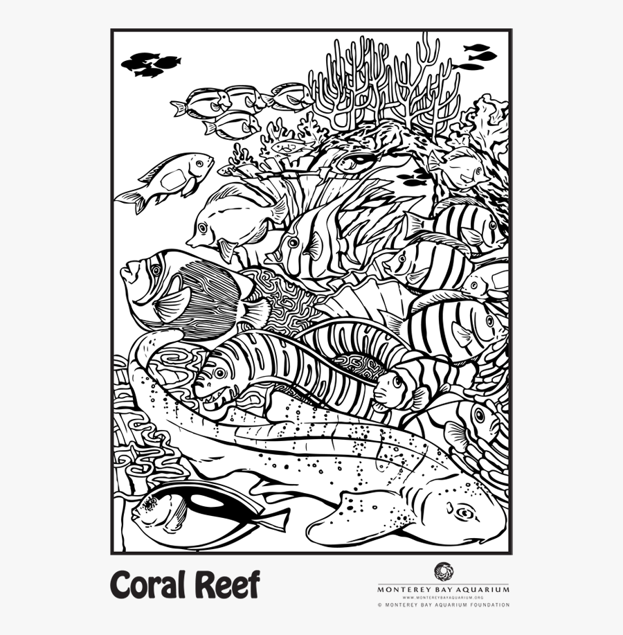 Clip Art Library Library Great Barrier Coloring Pages - Coral Reef, Transparent Clipart