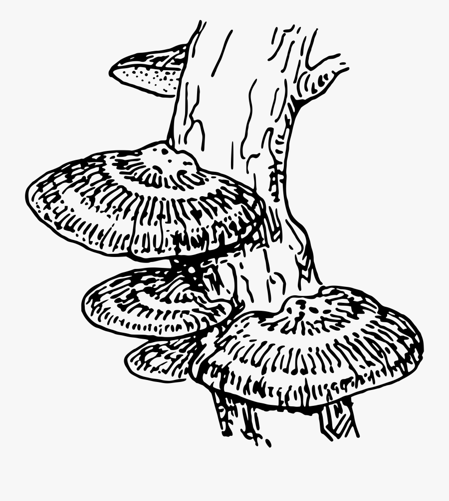 Fungi Black And White, Transparent Clipart
