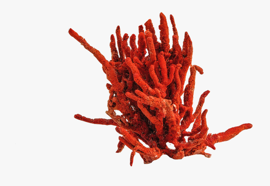 Red Coral Png, Transparent Clipart
