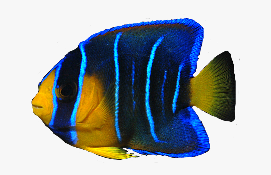Download Free Fish Png Transparent Images Transparent - Ocean Fish No Background, Transparent Clipart