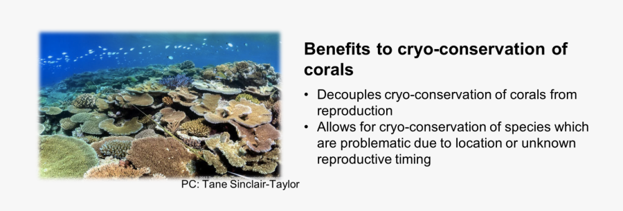 Coral Reef, Transparent Clipart