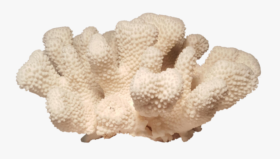 Coral Clipart Specimens - Pocillopora Png, Transparent Clipart