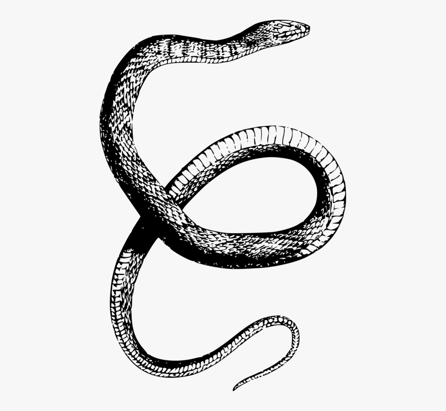 Reptile,serpent,hardware Accessory - Snake Drawing Transparent Background, Transparent Clipart