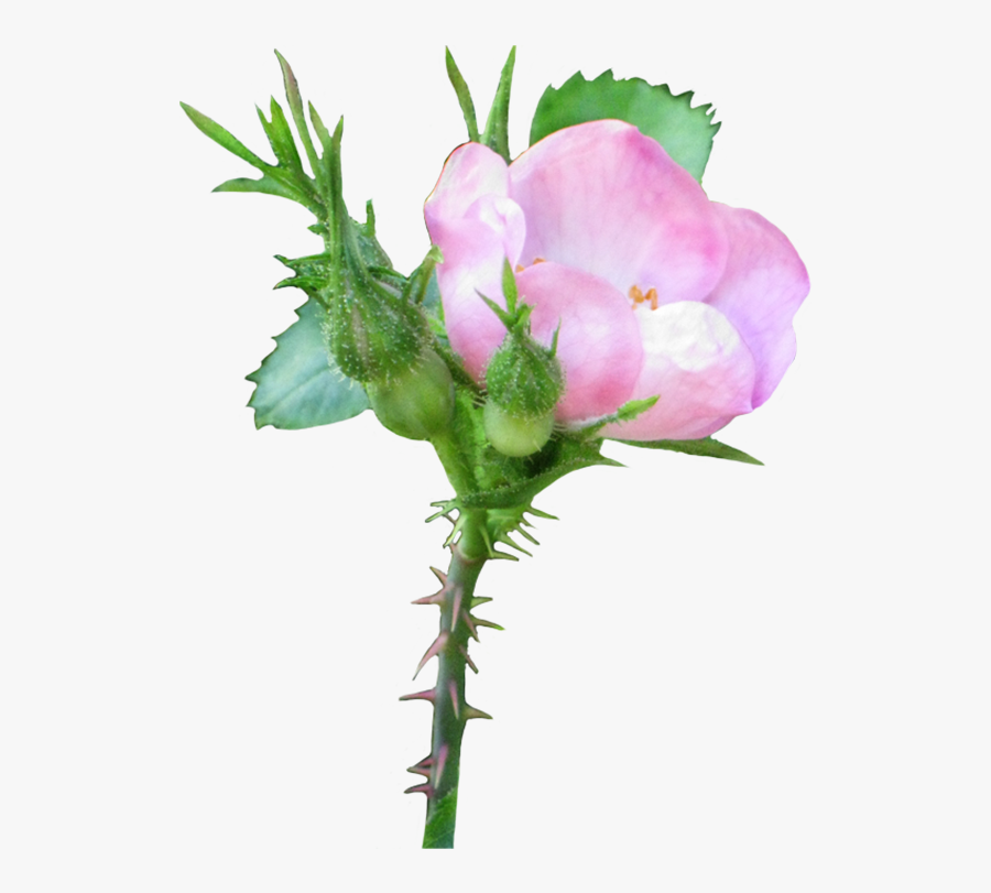 Pink Wild Rose Clip Art - Floral Rose No Background, Transparent Clipart
