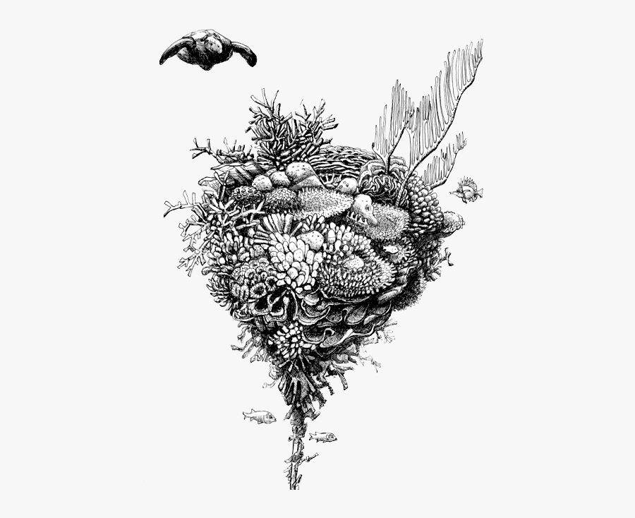 Ark Turtle - Sketch, Transparent Clipart