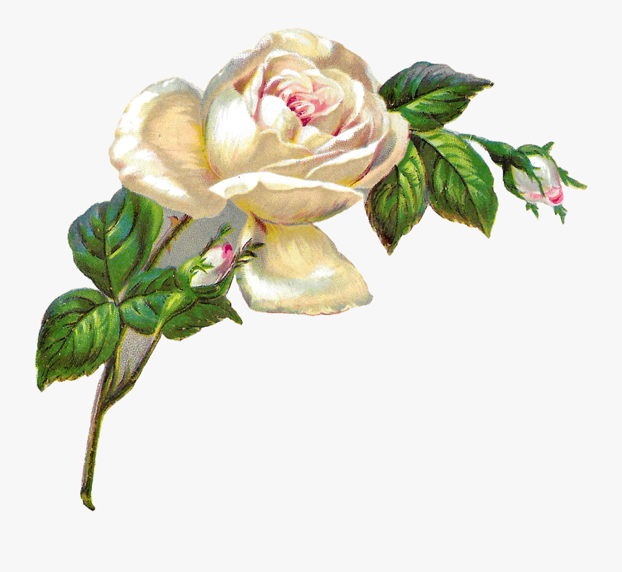White Rose Shabby Chic Flower Image Clip Art Banner, Transparent Clipart