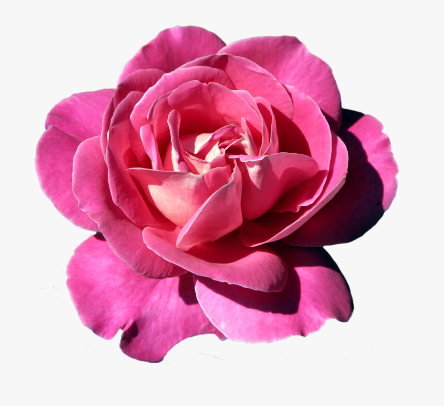 Pin By Lela Lena ♏ On, Transparent Clipart