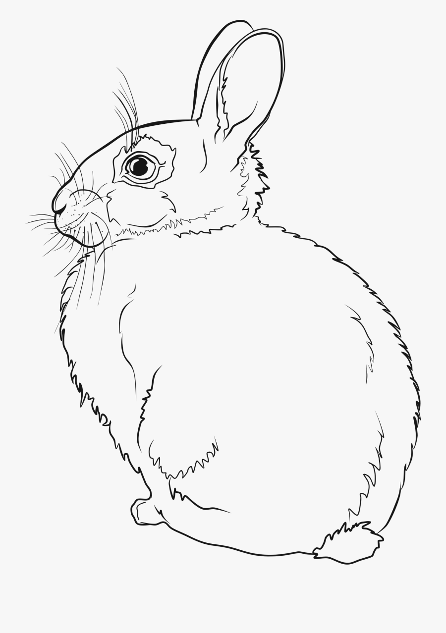 Rabbit Line Art, Transparent Clipart