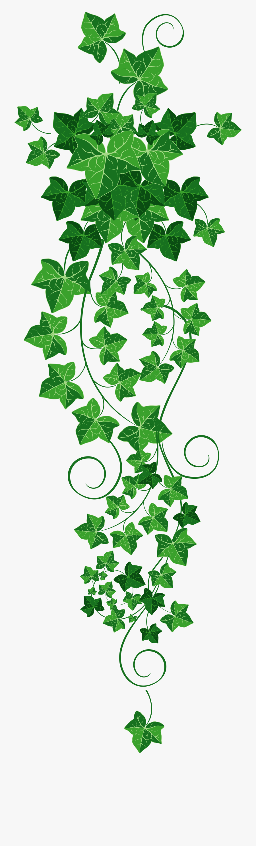 Common Ivy Vine Clip Art, Transparent Clipart
