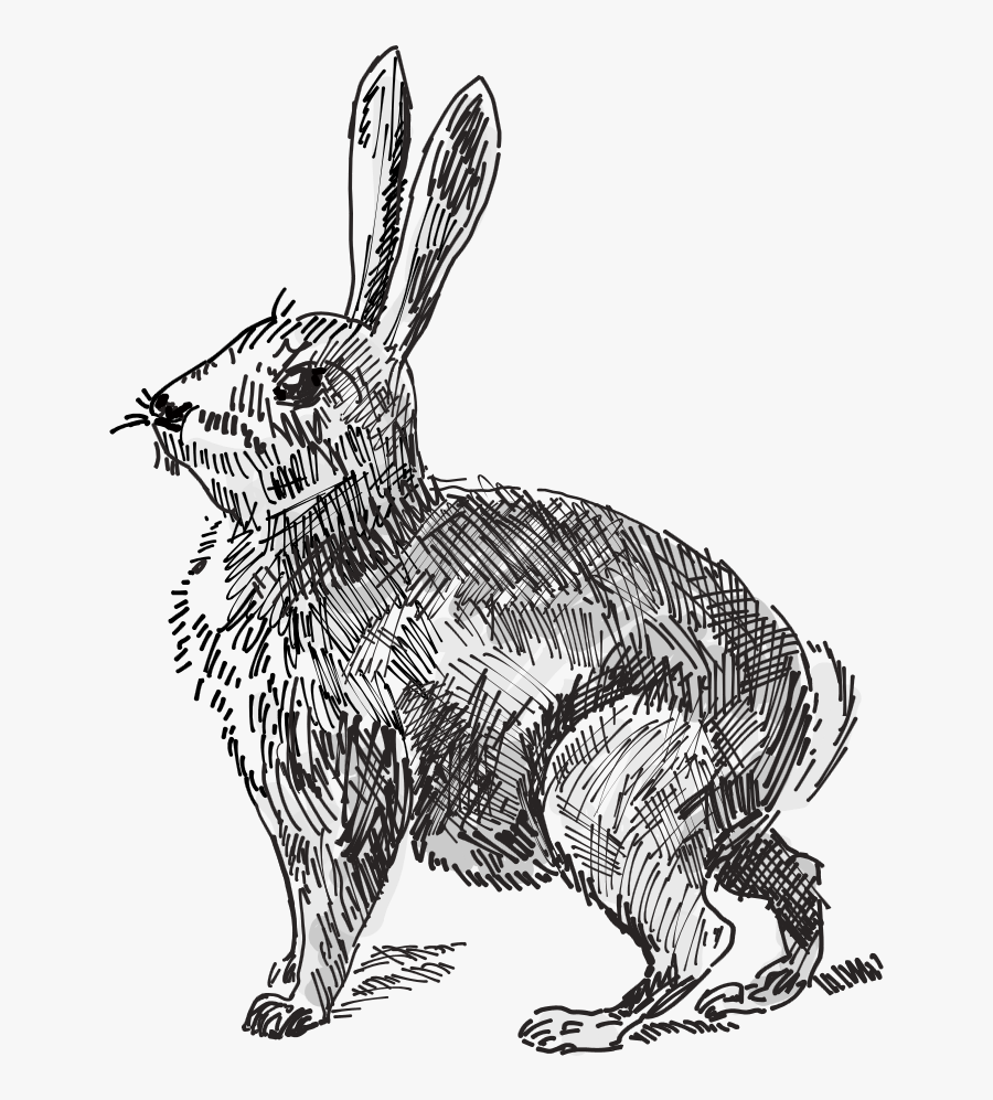 Rabbit, Transparent Clipart