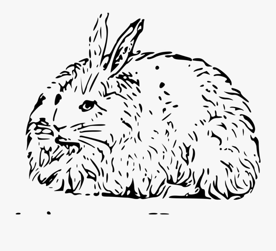 Angora Rabbit, Transparent Clipart