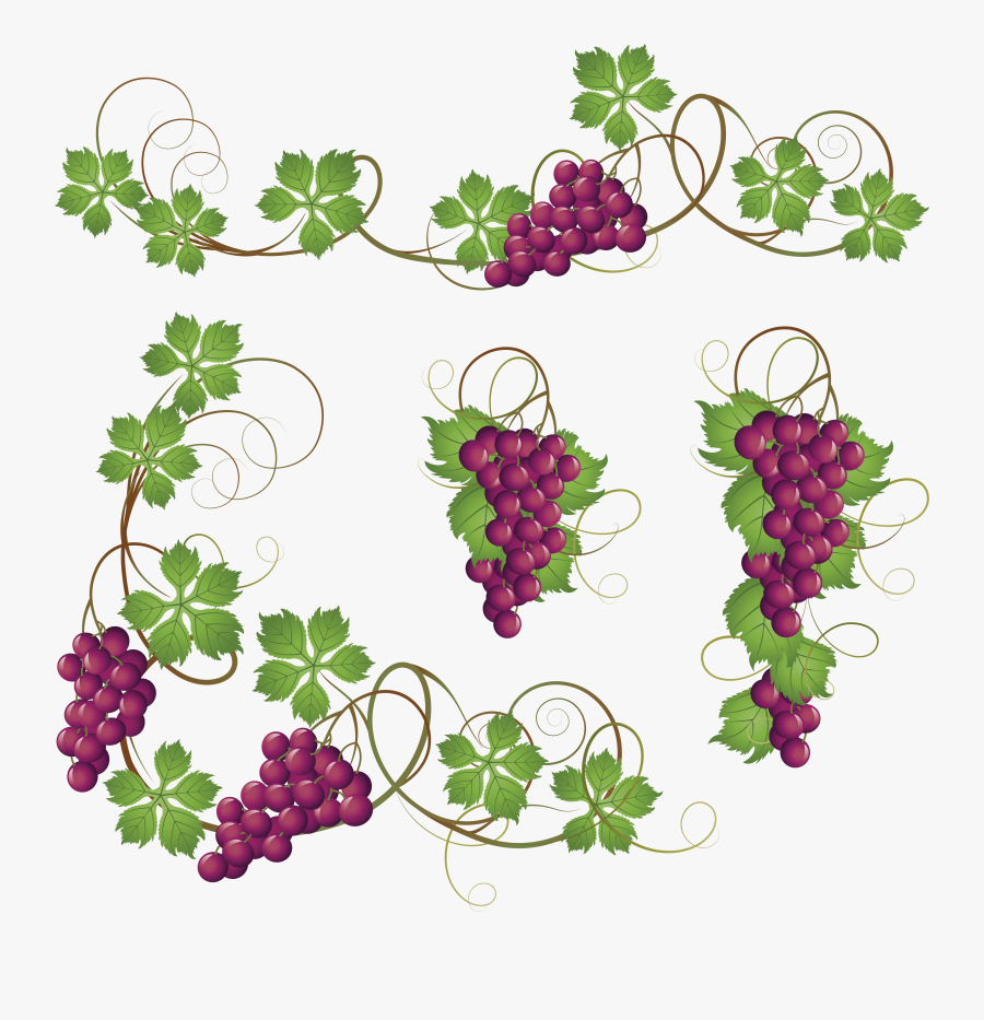Common Grape Vine Clip Art, Transparent Clipart