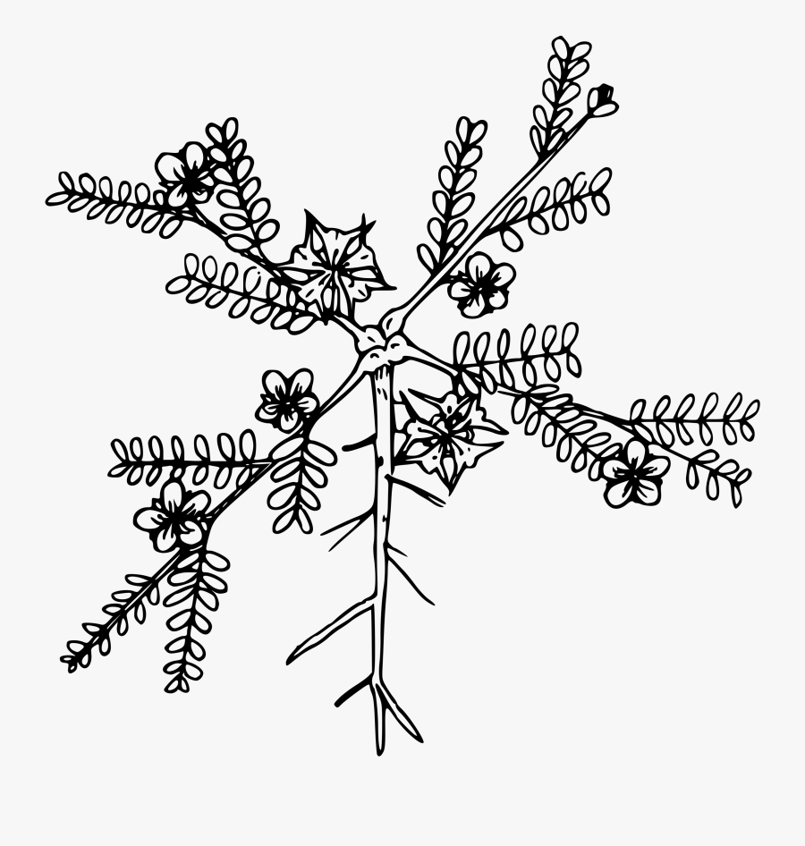 Puncture Vine Clip Arts, Transparent Clipart