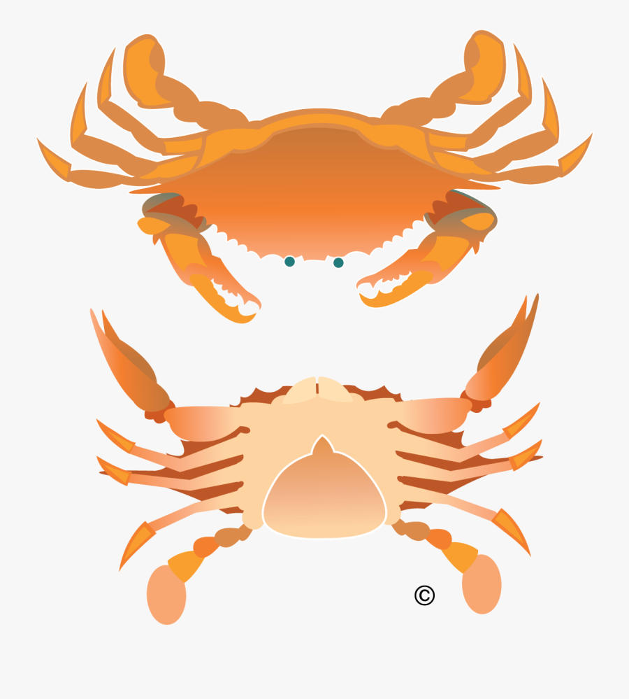 Vector Crab Illustration Clip Art, Transparent Clipart