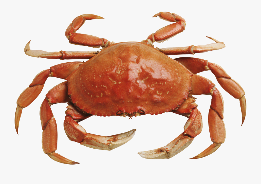Crab Free Download Png, Transparent Clipart
