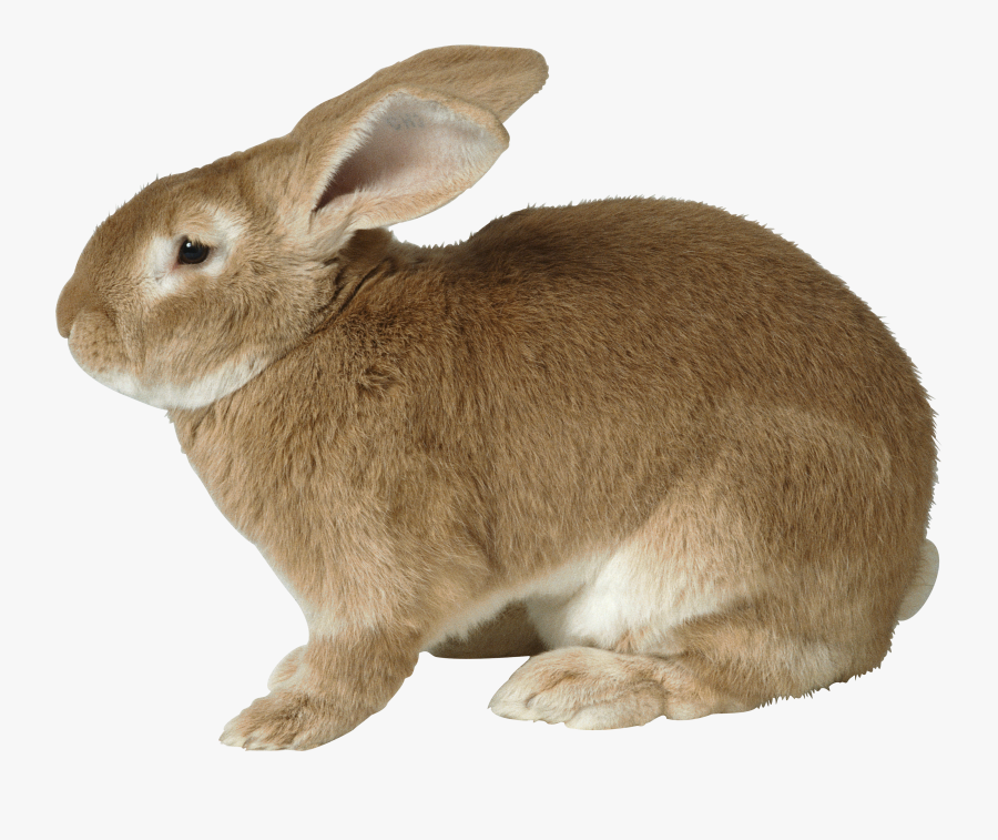 Rabbit Twenty, Transparent Clipart