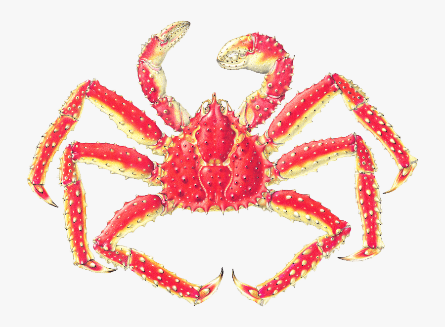 Clip Art The Life History Of, Transparent Clipart